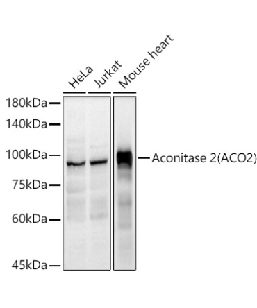 Aconitase 2 (ACO2) Rabbit Polyclonal Antibody