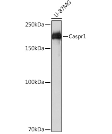 Caspr1 Rabbit Monoclonal Antibody