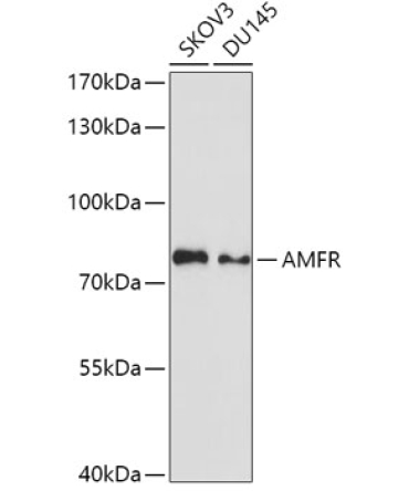 AMFR Rabbit Polyclonal Antibody