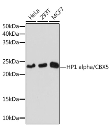 HP1 alpha/CBX5 Rabbit Monoclonal Antibody