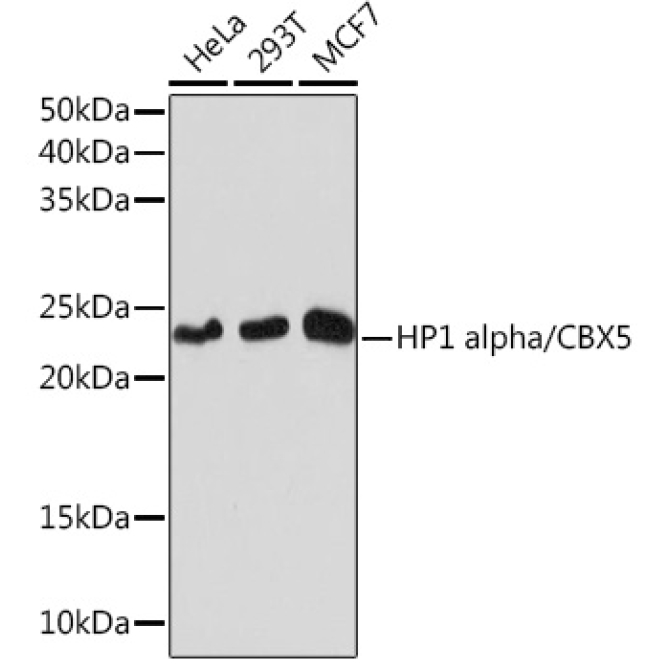 HP1 alpha/CBX5 Rabbit Monoclonal Antibody