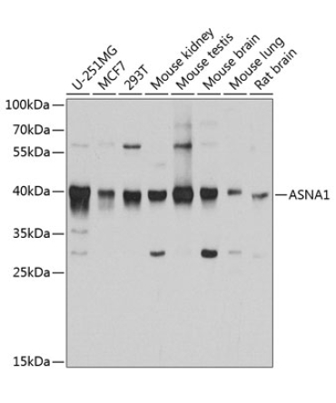 ASNA1 Rabbit Polyclonal Antibody