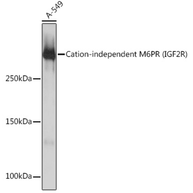 Cation-independent M6PR (IGF2R) Rabbit Monoclonal Antibody