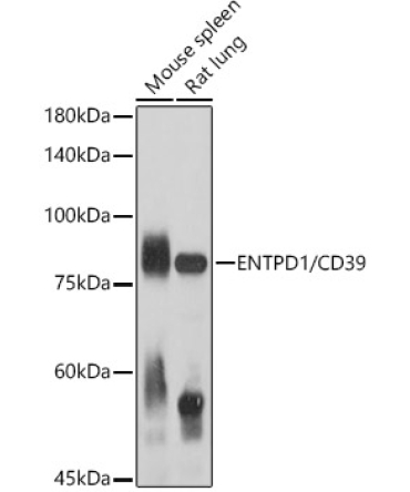 ENTPD1/CD39 Rabbit Polyclonal Antibody