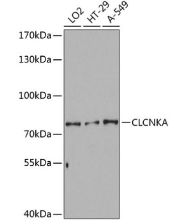 CLCNKA Rabbit Polyclonal Antibody