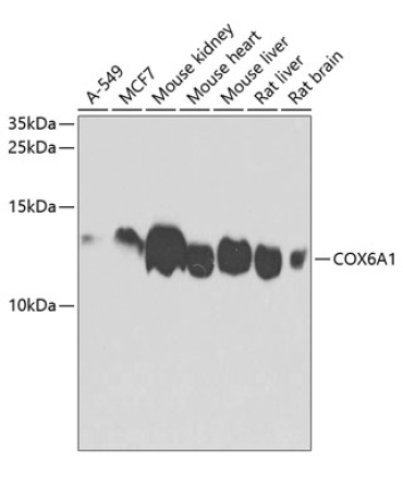 COX6A1 Rabbit Polyclonal Antibody