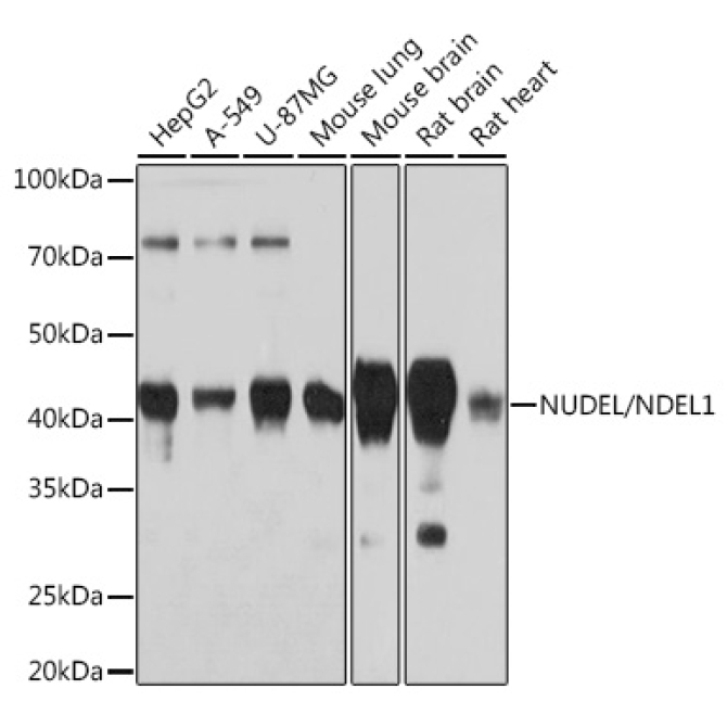 NUDEL/NDEL1 Rabbit Monoclonal Antibody