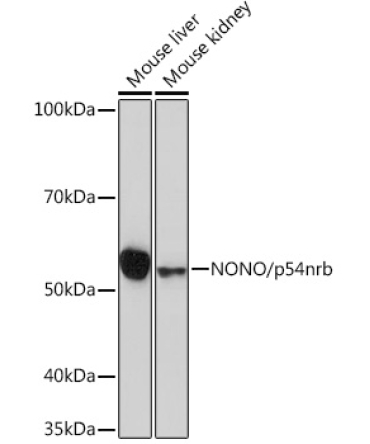 NONO/p54nrb Rabbit Monoclonal Antibody