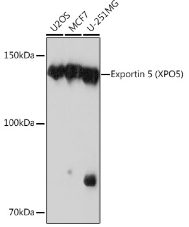 Exportin 5 (XPO5) Rabbit Monoclonal Antibody