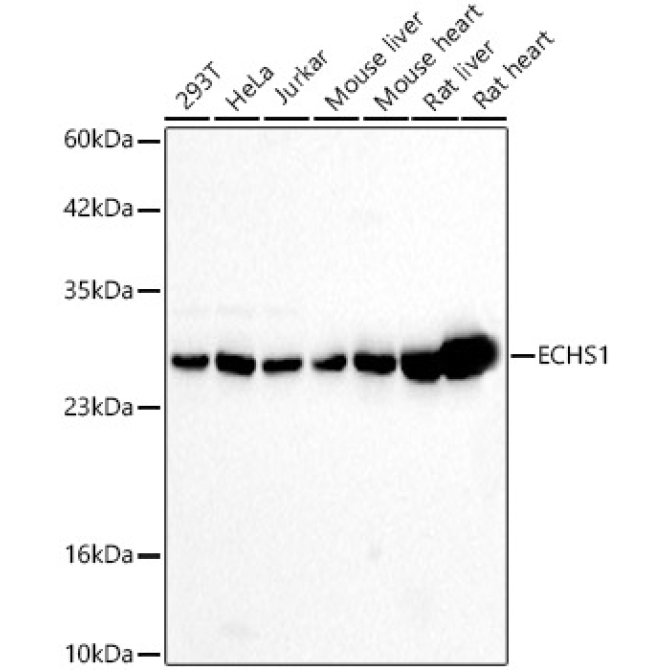 ECHS1 Rabbit Polyclonal Antibody