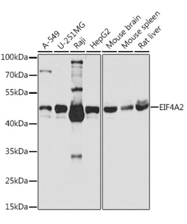 EIF4A2 Rabbit Polyclonal Antibody