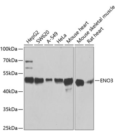 ENO3 Rabbit Polyclonal Antibody