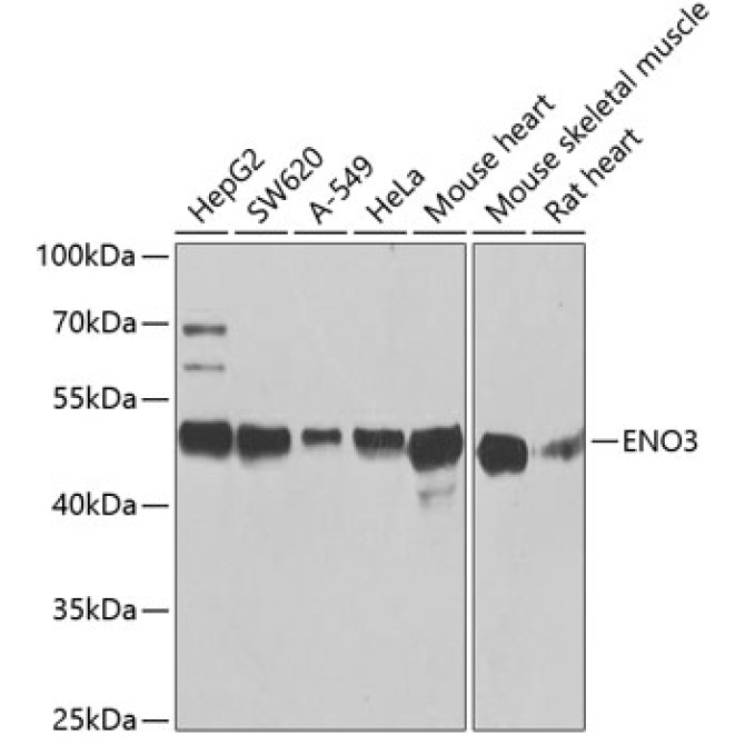 ENO3 Rabbit Polyclonal Antibody
