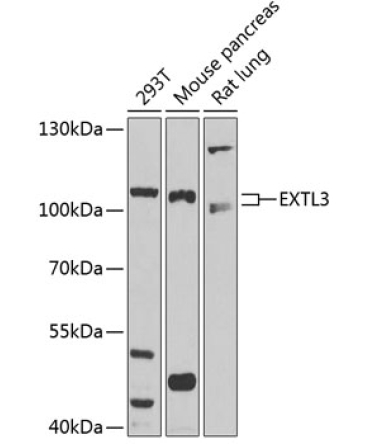 EXTL3 Rabbit Polyclonal Antibody