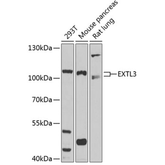 EXTL3 Rabbit Polyclonal Antibody