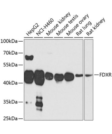 FDXR Rabbit Polyclonal Antibody