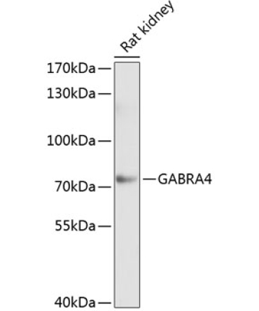 GABRA4 Rabbit Polyclonal Antibody