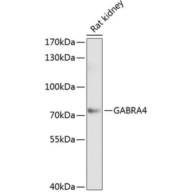 GABRA4 Rabbit Polyclonal Antibody