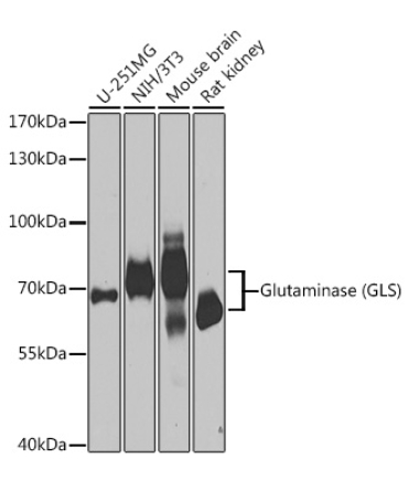 Glutaminase (GLS) Rabbit Polyclonal Antibody