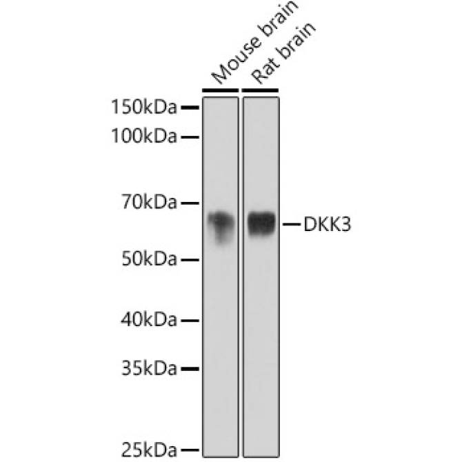 DKK3 Rabbit Monoclonal Antibody