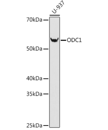 ODC1 Rabbit Monoclonal Antibody