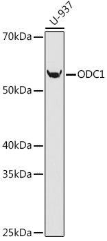 ODC1 Rabbit Monoclonal Antibody