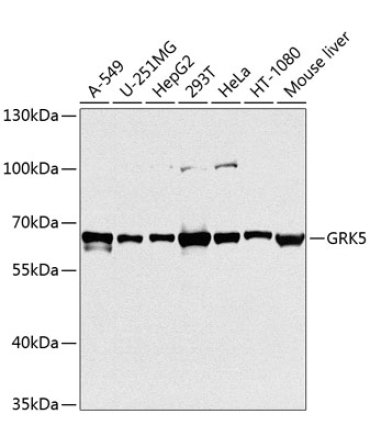 GRK5 Rabbit Polyclonal Antibody