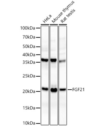 FGF21 Rabbit Monoclonal Antibody