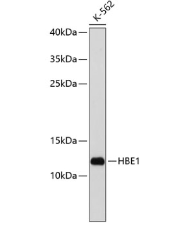 HBE1 Rabbit Polyclonal Antibody