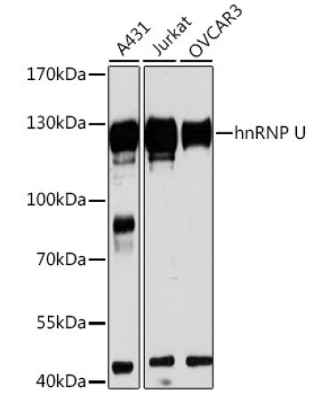 hnRNP U Rabbit Polyclonal Antibody