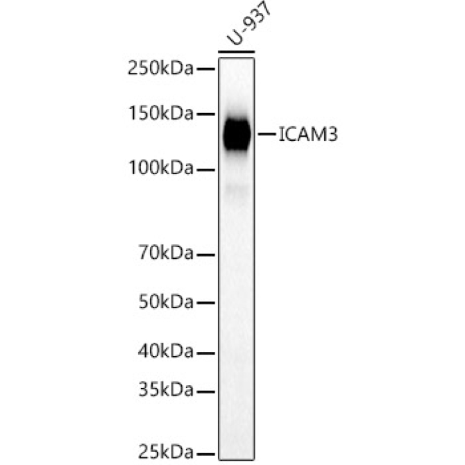 ICAM3 Rabbit Polyclonal Antibody