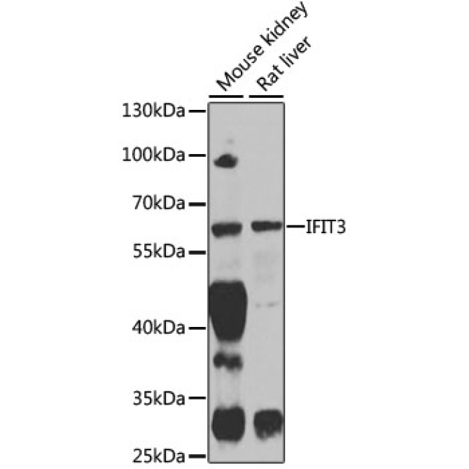 IFIT3 Rabbit Polyclonal Antibody