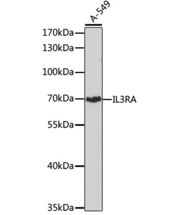 IL3RA Rabbit Polyclonal Antibody