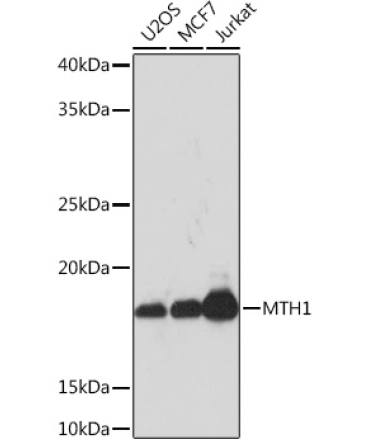 MTH1 Rabbit Monoclonal Antibody