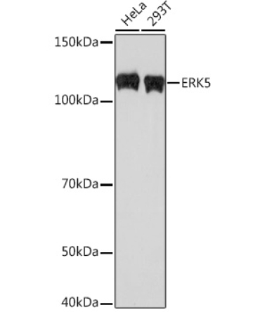 ERK5 Rabbit Monoclonal Antibody