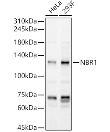 NBR1 Rabbit Polyclonal Antibody