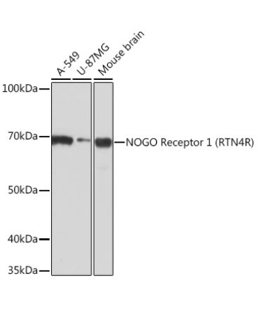 NOGO Receptor 1 (RTN4R) Rabbit Monoclonal Antibody