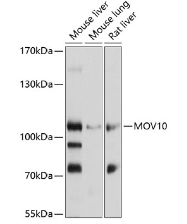 MOV10 Rabbit Polyclonal Antibody