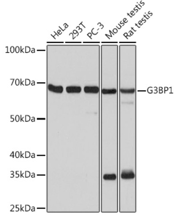 G3BP1 Rabbit Monoclonal Antibody