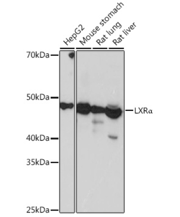 LXRAlpha Rabbit Monoclonal Antibody