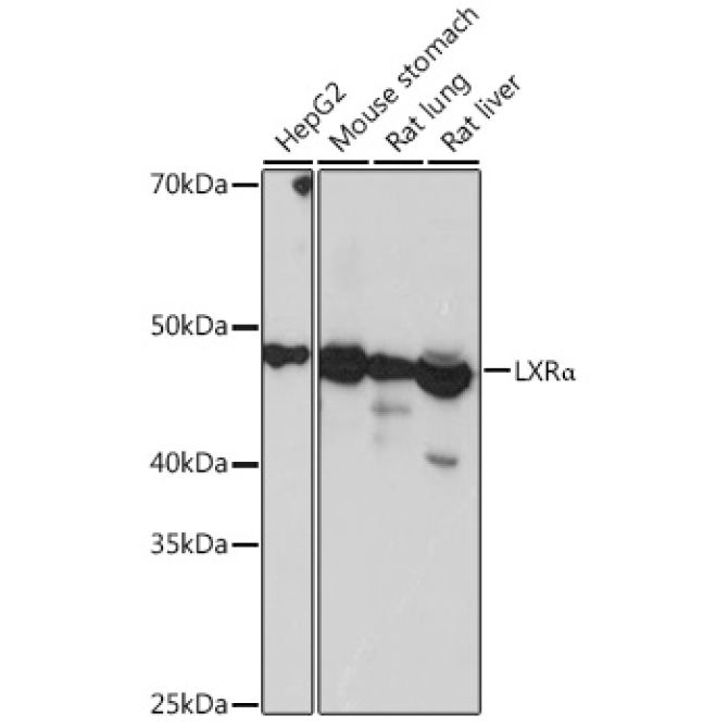 LXRAlpha Rabbit Monoclonal Antibody