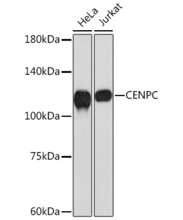CENPC Rabbit Monoclonal Antibody