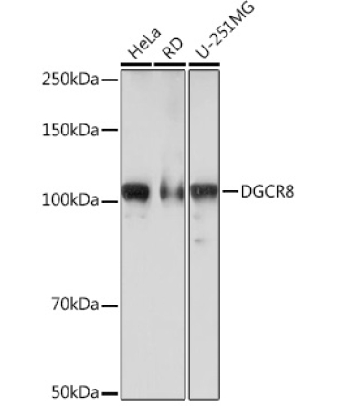 DGCR8 Rabbit Monoclonal Antibody