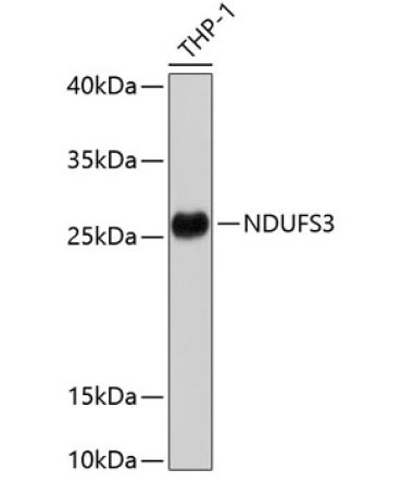NDUFS3 Rabbit Polyclonal Antibody