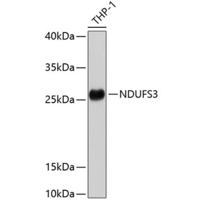 NDUFS3 Rabbit Polyclonal Antibody