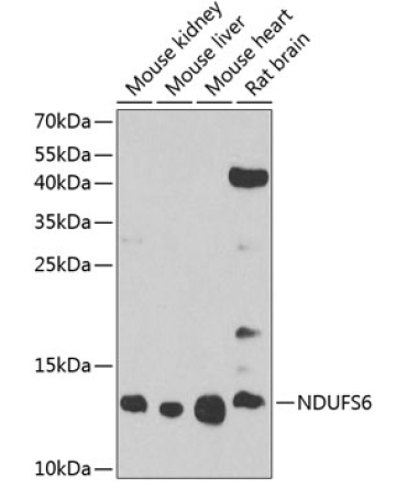 NDUFS6 Rabbit Polyclonal Antibody