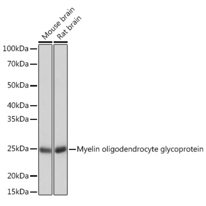 Myelin oligodendrocyte glycoprotein Rabbit Monoclonal Antibody