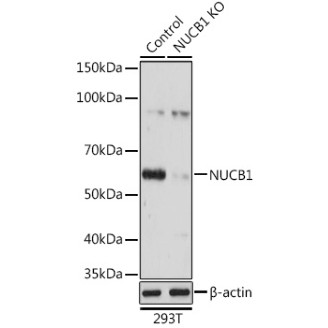 NUCB1 Rabbit Polyclonal Antibody [KO Validated]