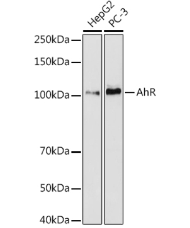 AHR Rabbit Monoclonal Antibody