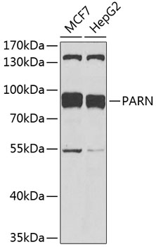 PARN Rabbit Polyclonal Antibody